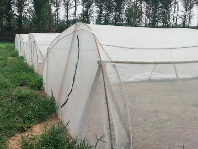 山东潍坊蝗虫养殖网订购案例