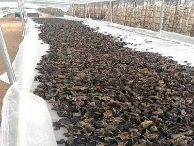 山东临沂木耳晾晒网订购案例