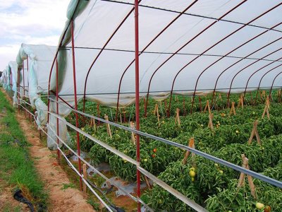 山东青州蔬菜种植基地订购防虫网案例