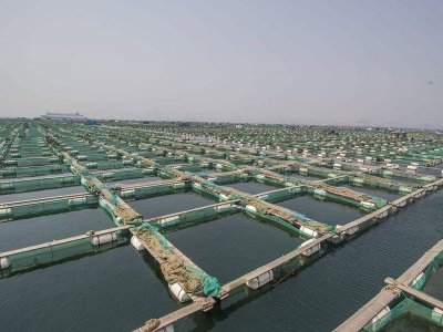 山东烟台客户订购海产品养殖袋案例