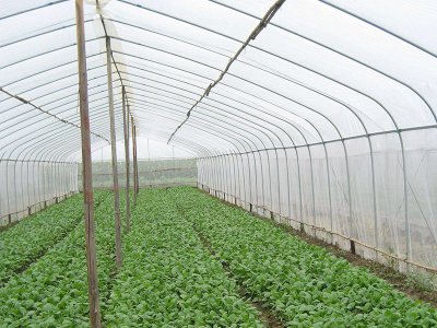 山东青州客户订购大棚防虫网案例