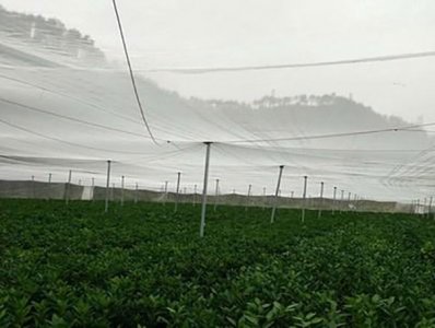 60目蔬菜防虫网