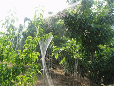 60目果树防虫网